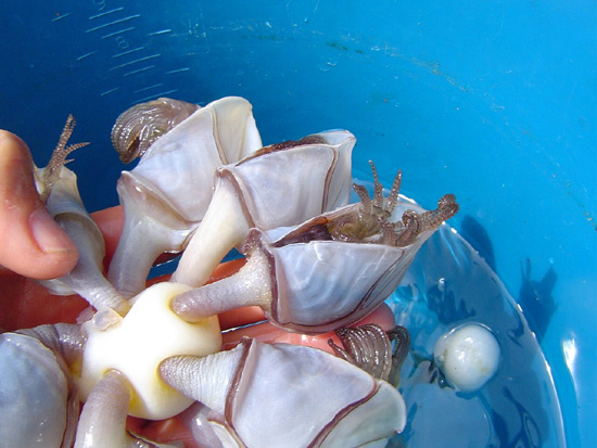 Bojenbildende Entenmuscheln